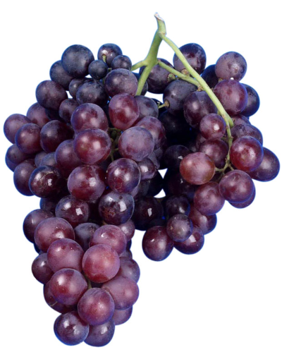 Muscat of Hamburg grapes